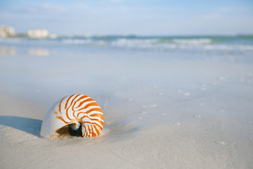 nautilus shell on a sea ocean beach sand 