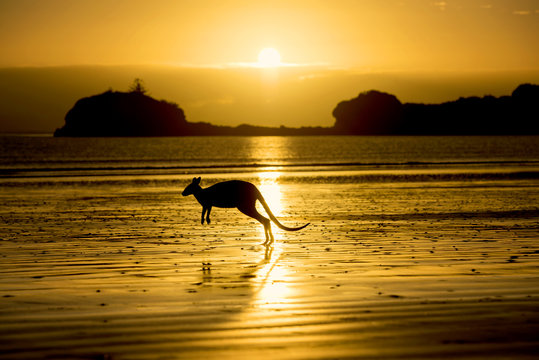 Australia, Silhouette Of Kangaroo On Beach