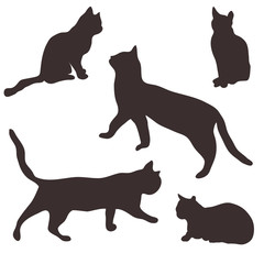 Collection of cats