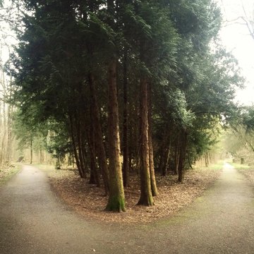 View of Forked Path