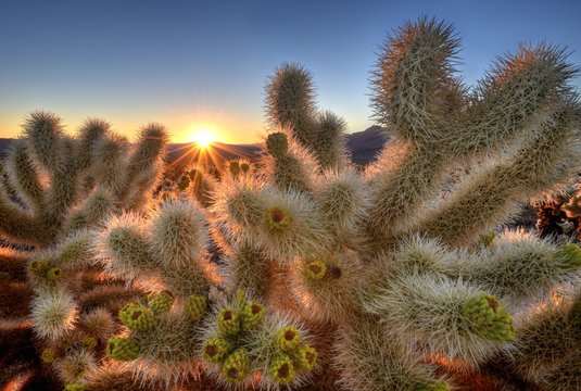 Teddy Bear Cholla plants in Cholla Cactus Garden at sunrise, Joshua Tree National Park, California, USA
