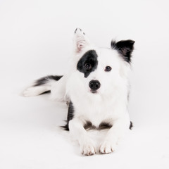 black and white dog (48)