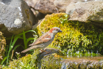 Male house sparrow about to have a water bath