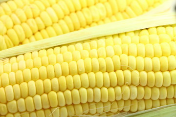 Thai sweet corn , corn seed 