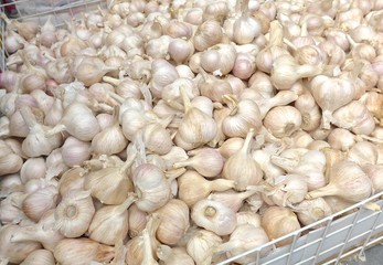 White garlic for sale at the market