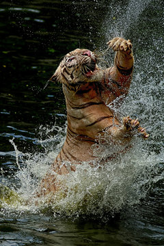 Indonesia, Jakarta Special Capital Region, Ragunan, Tiger jumping from water to catch food