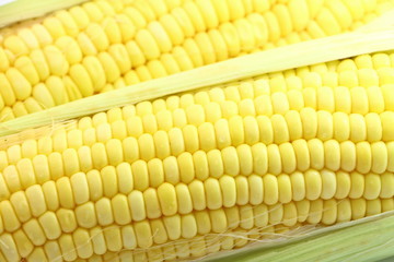 sweet corn from farm , raw corn