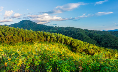 Fototapeta na wymiar Natural landscape view of Tithonia diversifolia field 