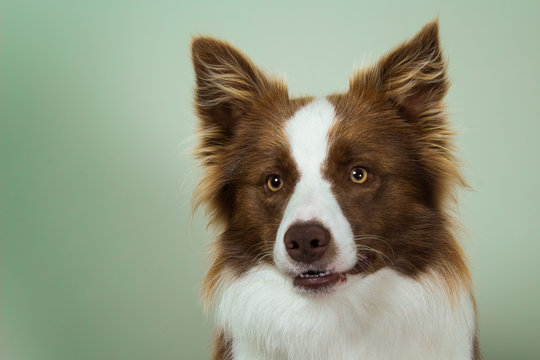 Close-Up portrait of a brown and white border collie
