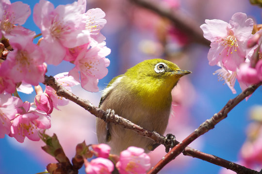 Close-up of a warbling white-eye (Zosterops japonicus) perched on a branch in a cherry blossom tree, Chita, Okazaki, Japan