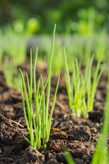 Onions seedling