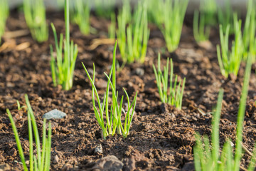 Onions seedling