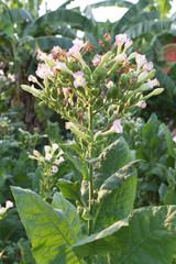 tobacco leaf in the plantation.