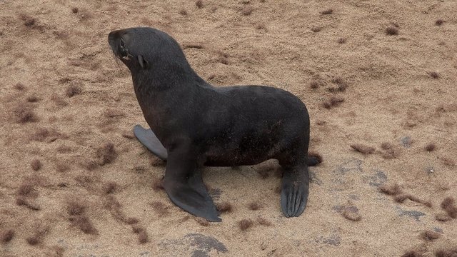 Brown Fur Seal (Arctocephalus Pusillus)