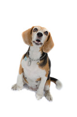 Beagle dog sitting isolate on white background