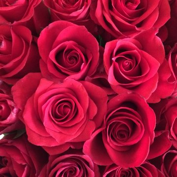 Full frame close-up overhead view of a bunch of red roses