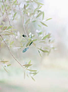 Italy, Tuscany, Arezzo, Tuscan olive branch