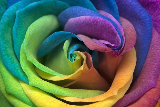Fototapeta Indonezja, Dżakarta, Zamknij się Rainbow Rose