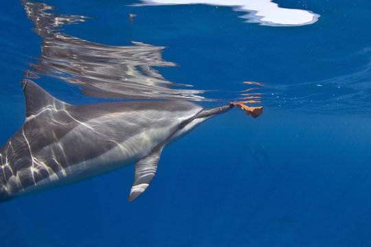 Close-up side view of a Spinner Dolphin Stenella longirostris) playing with a piece of rubbish in the ocean, Hawaii, USA