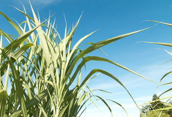 
sugarcane stalks grow at field