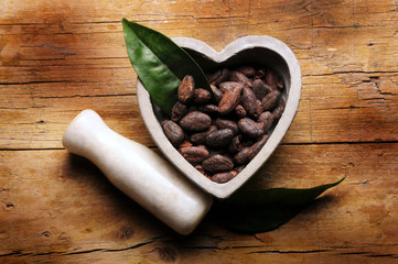 Theobroma cacao カカオ Какао Cacau 可可樹 كاكاو 