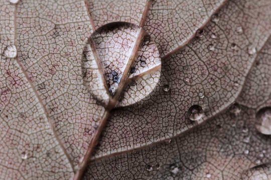 Rain drop on leaf