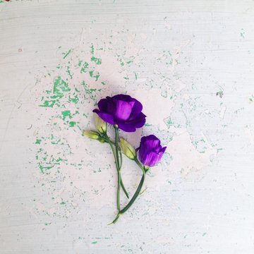 Purple Eustoma