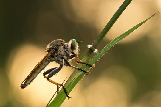 Indonesia, West Java, Bekasi, Close up of rubber fly