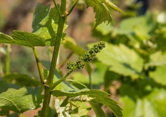 inflorescence raisins
