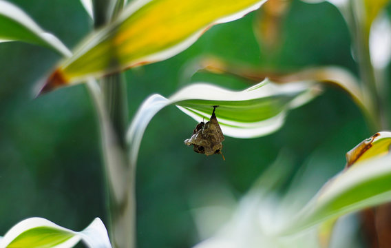 Close-up of a butterfly chrysalis hanging on a leaf, Malaysia