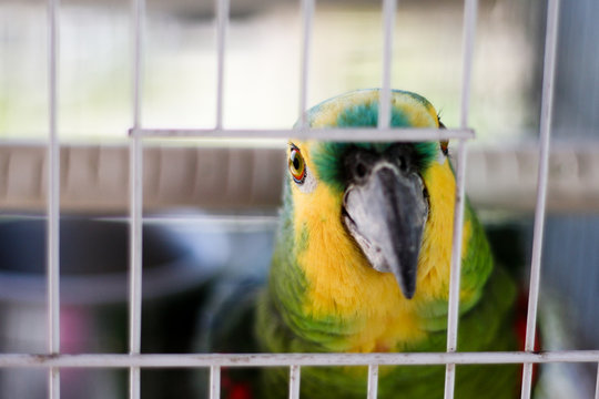 Close-up of a Parrot in a cage