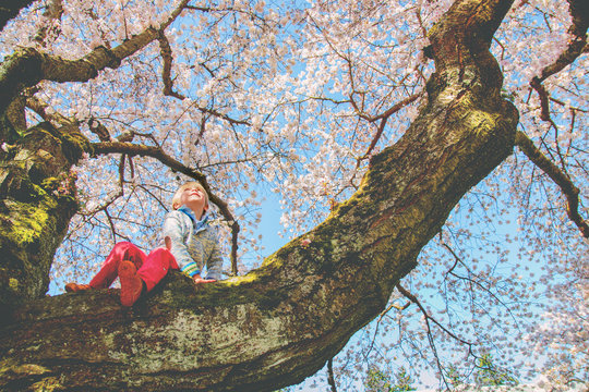 Smiling boy sitting in on a branch in a blossoming cherry tree looking up at the sky, USA