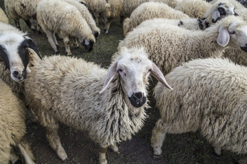 sheep (flocks)