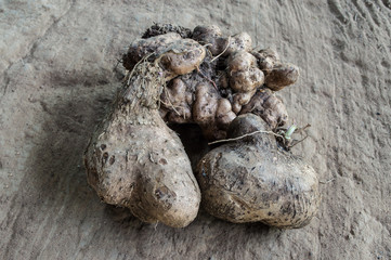 Yam still life
