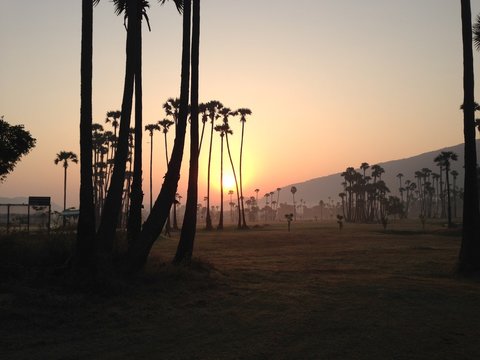 India, Andhra Pradesh, Vishakhapatnam, Vishakapatnam Bypass, Sunrise over palm trees