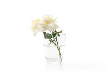 white rose on isolated background