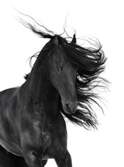 Friesian black horse isolated on the white - 83527222