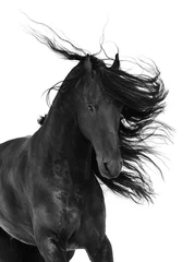 Fototapeten Friesisches schwarzes Pferd getrennt auf dem Weiß © Viktoria Makarova