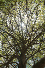 Sunlight through a big tree