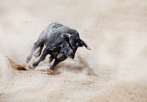 Black bull running across sand creating dust cloud
