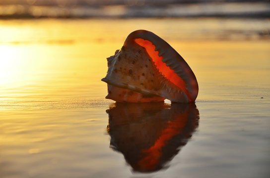 Close-up of sea shell on the beach