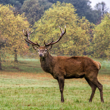 Stag Billeder – Gennemse 1,210,708 stockfotos, vektorer og videoer ...