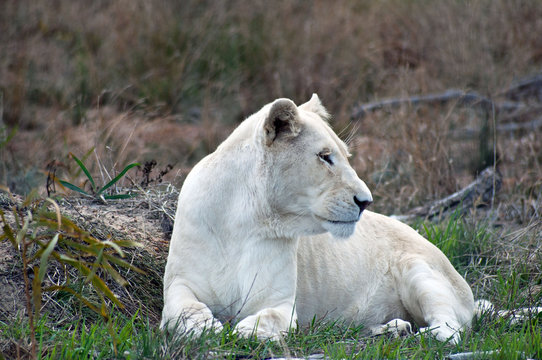 White Lion
