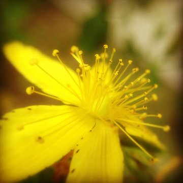 Close-up of yellow flower