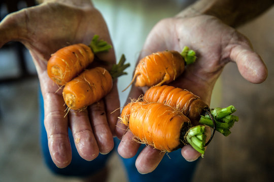 Costa Rica, Caratgo, Ventanas de Osa, Farmer holding organic carrots, close-up