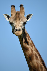 Giraffa