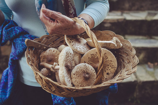 Close up of woman holding basket of parasol mushroom