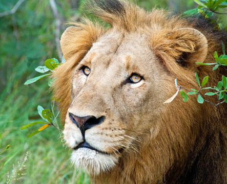South Africa, Limpopo, Mopani District Municipality, Portrait of lion
