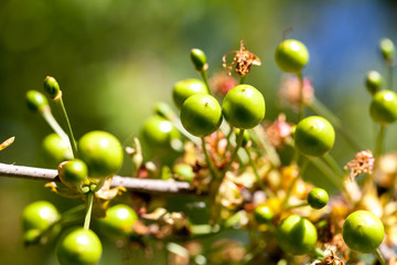 Green cherry