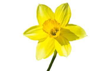 Narcissus flower on a white background